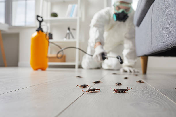 Affordable Termite Control solutions in Vallejo, CA